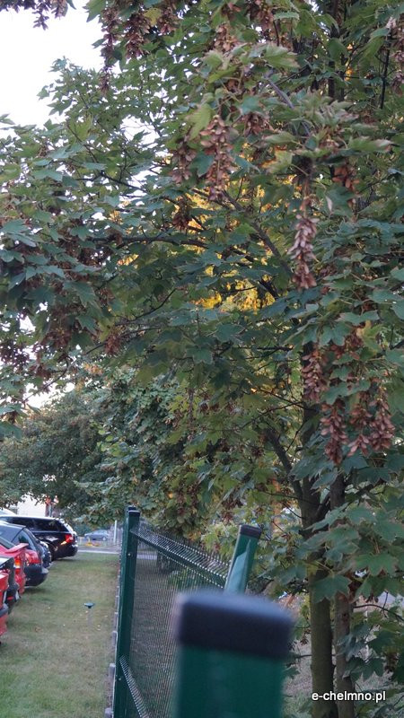 Pracownicy ZUM-u niszczą ogrodzenia (nagranie)