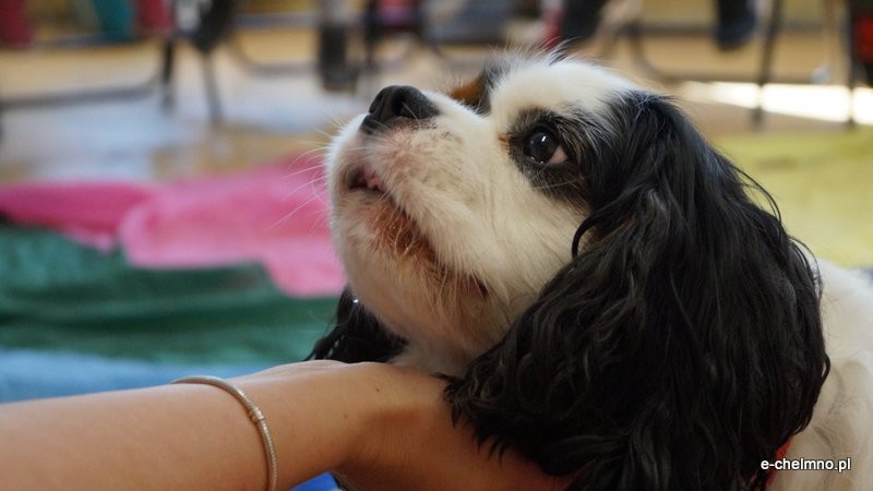 Zabawa z pieskiem ? dogoterapia