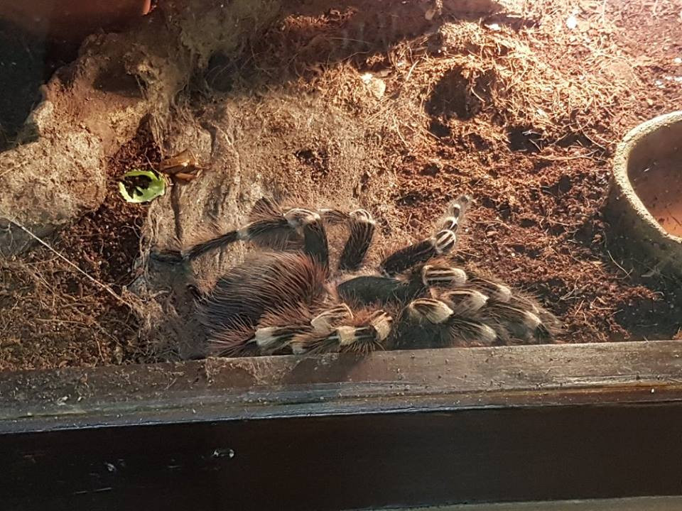 Pokazowa lekcja o zwierzętach egzotycznych w Szkole Podstawowej nr 4