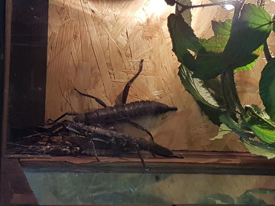 Pokazowa lekcja o zwierzętach egzotycznych w Szkole Podstawowej nr 4