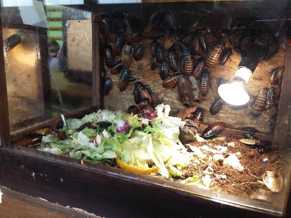 Pokazowa lekcja o zwierzętach egzotycznych w Szkole Podstawowej nr 4