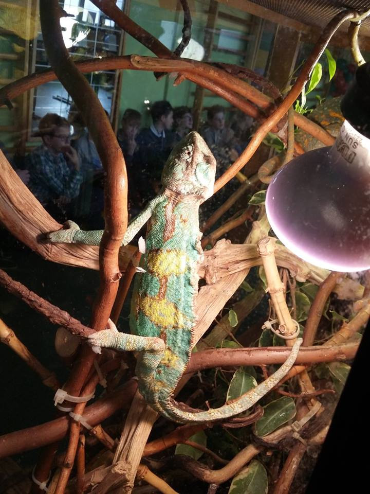 Pokazowa lekcja o zwierzętach egzotycznych w Szkole Podstawowej nr 4