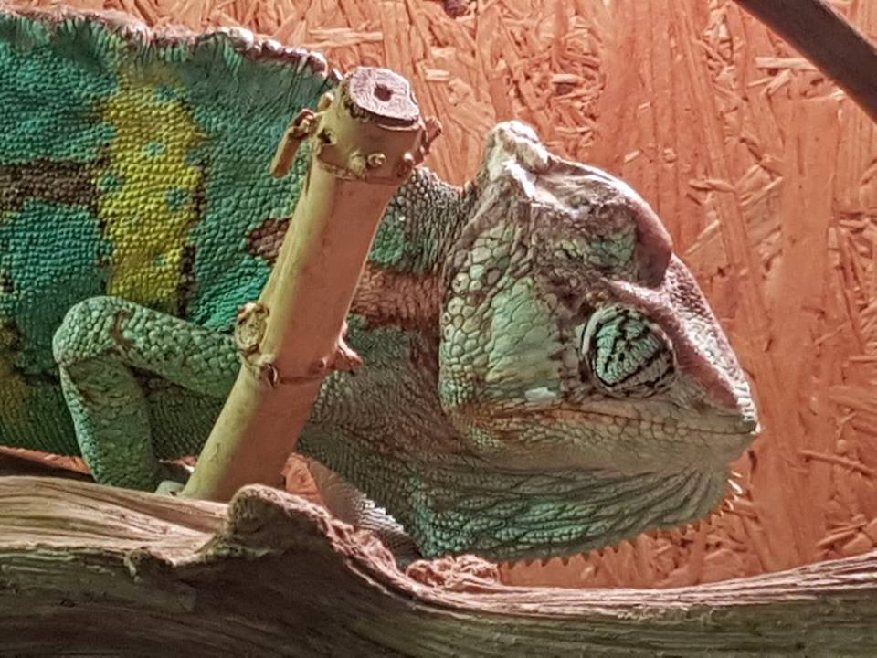 Pokazowa lekcja o zwierzętach egzotycznych w Szkole Podstawowej nr 4