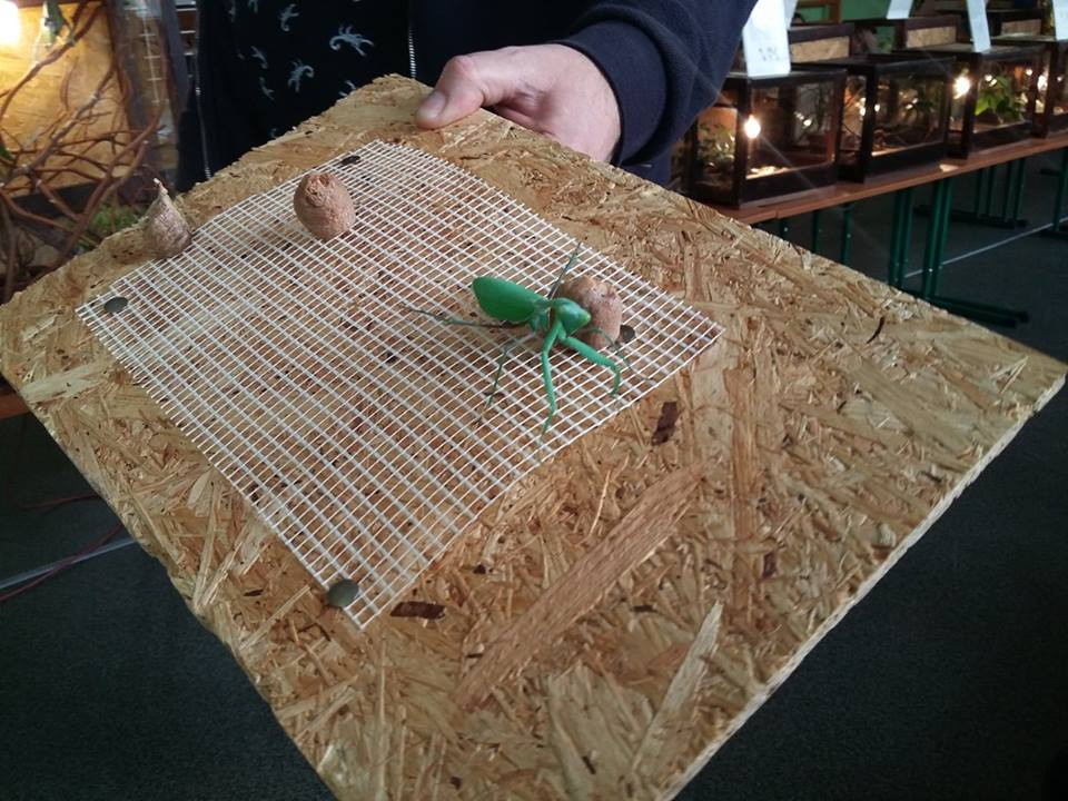 Pokazowa lekcja o zwierzętach egzotycznych w Szkole Podstawowej nr 4