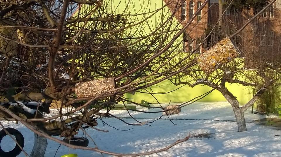 Akcja dokarmiania ptaków zimą w Niepublicznym Przedszkolu 