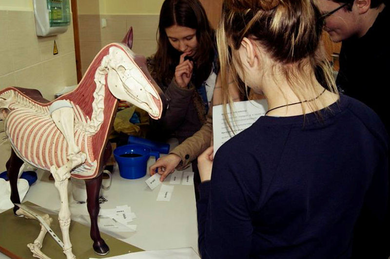 Gimnazjada językowa III edycja Grubno 2017