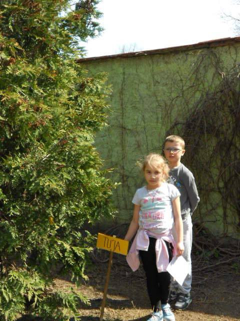 Ekoludki pani Joli - w poszukiwaniu różnych gatunków drzew