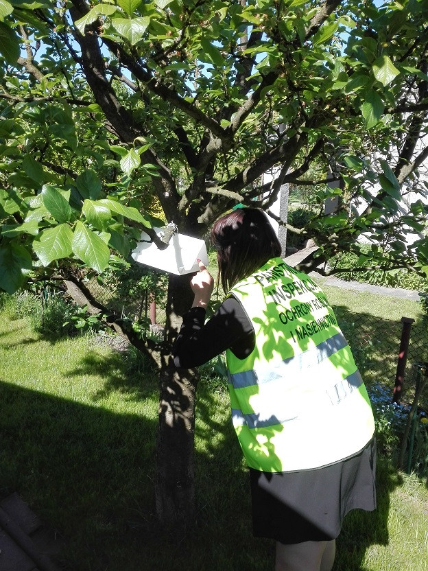 Groźne szkodniki w naszych sadach