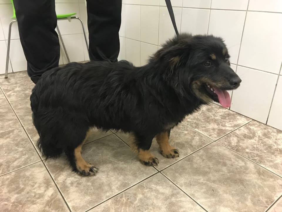 Informacje o adopcji zwierząt ze schroniska