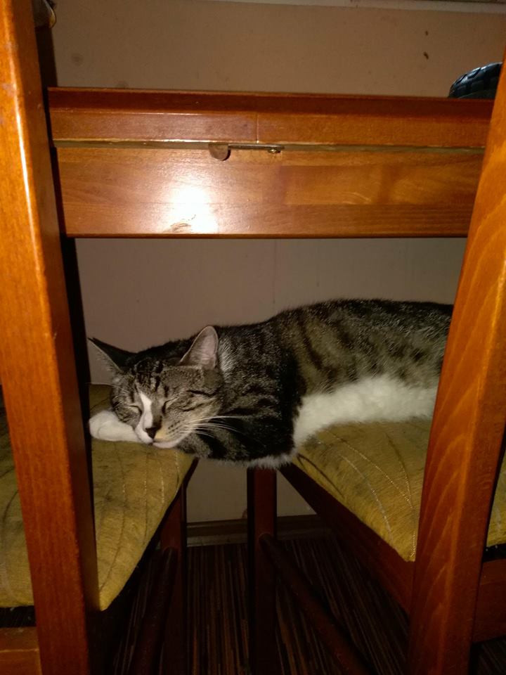 Informacje o adopcji zwierząt ze schroniska