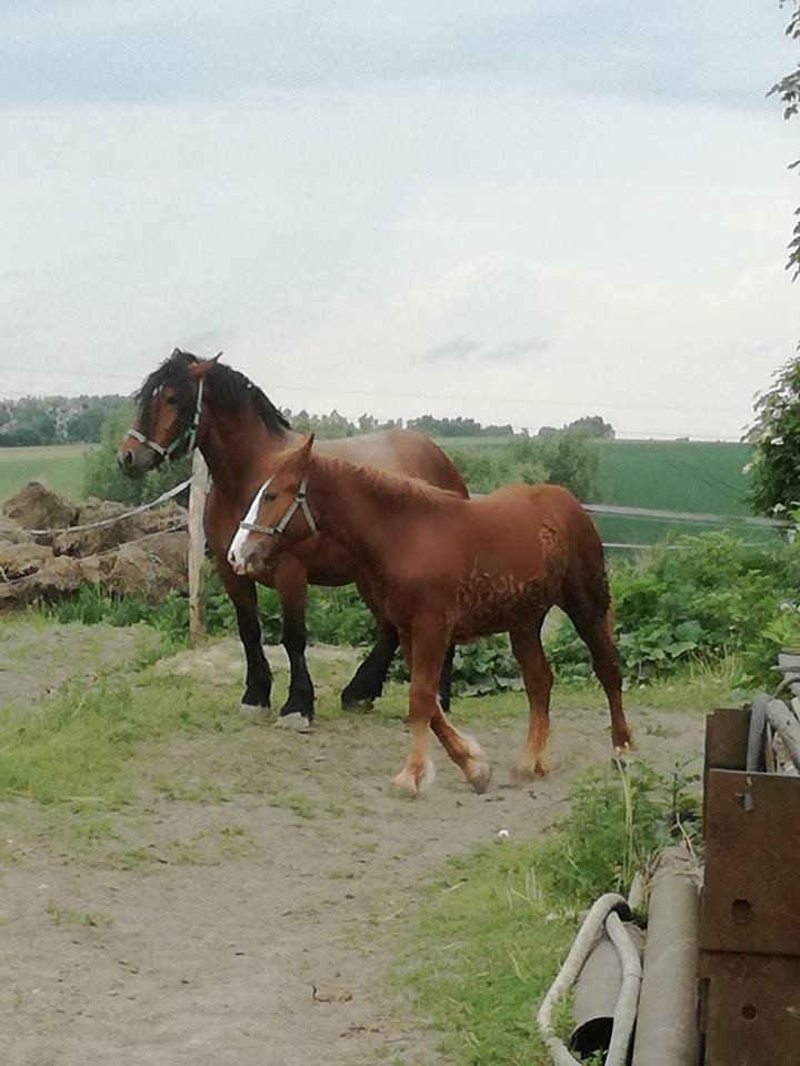 Sielski czas w gospodarstwie agroturystycznym Państwa Czernikowskich