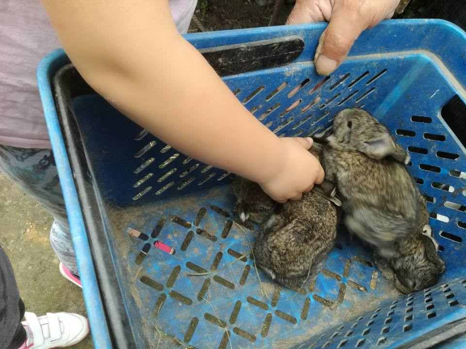 Sielski czas w gospodarstwie agroturystycznym Państwa Czernikowskich
