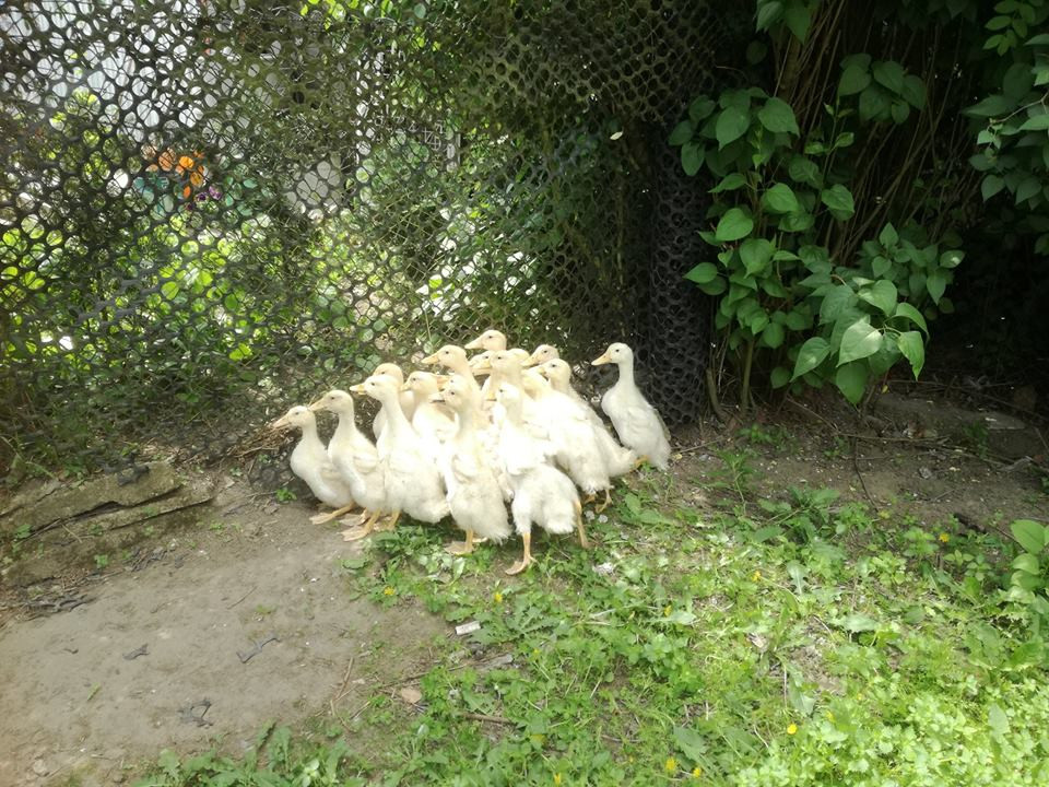 Sielski czas w gospodarstwie agroturystycznym Państwa Czernikowskich