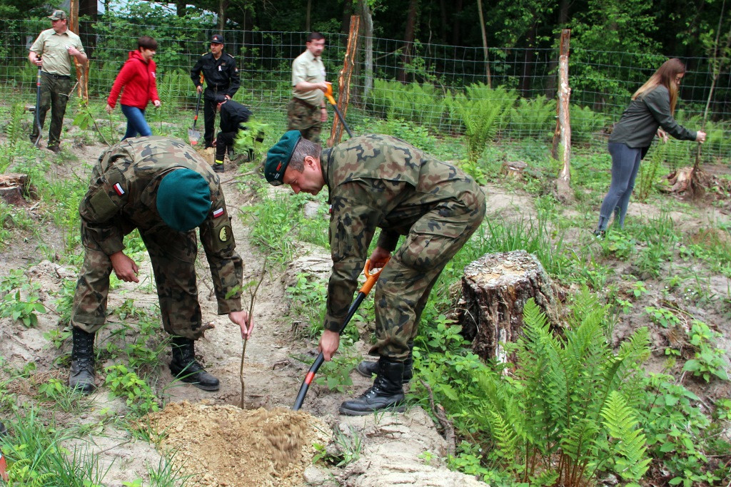 100 Dębów na 100 rocznicę