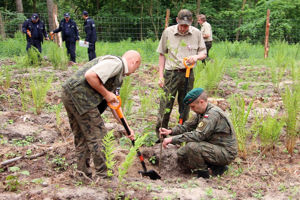 100 Dębów na 100 rocznicę