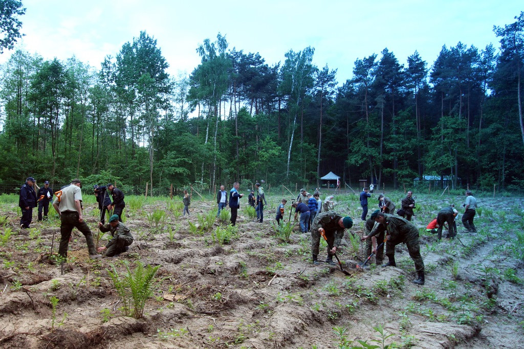 100 Dębów na 100 rocznicę