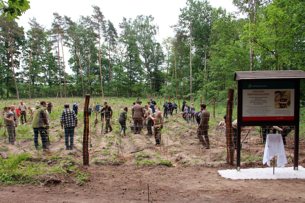 100 Dębów na 100 rocznicę