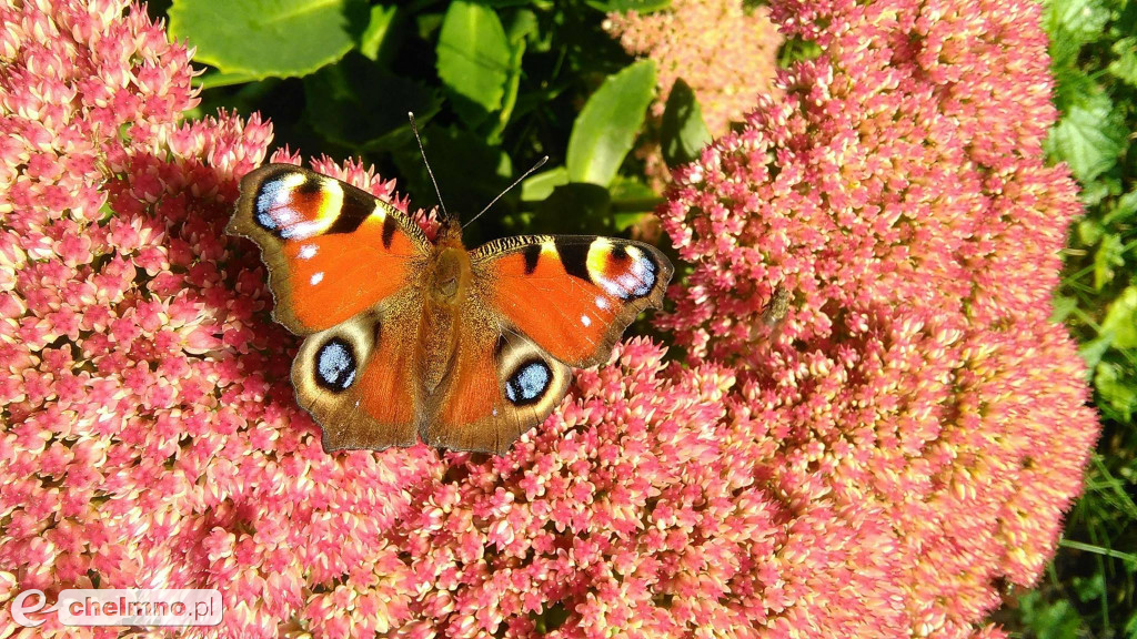 Prace laureatów konkursu pt: Uchwycone przez telefon