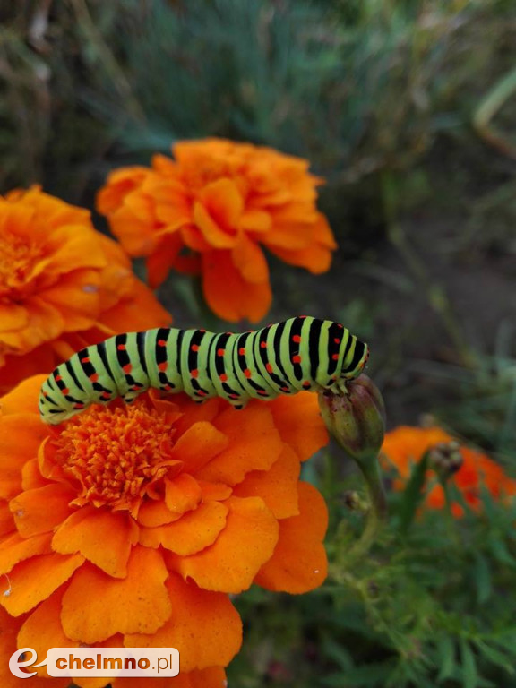 Prace laureatów konkursu pt: Uchwycone przez telefon