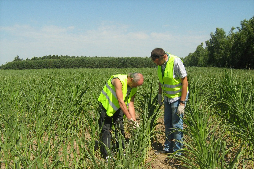 GMO w województwie kujawsko-pomorskim