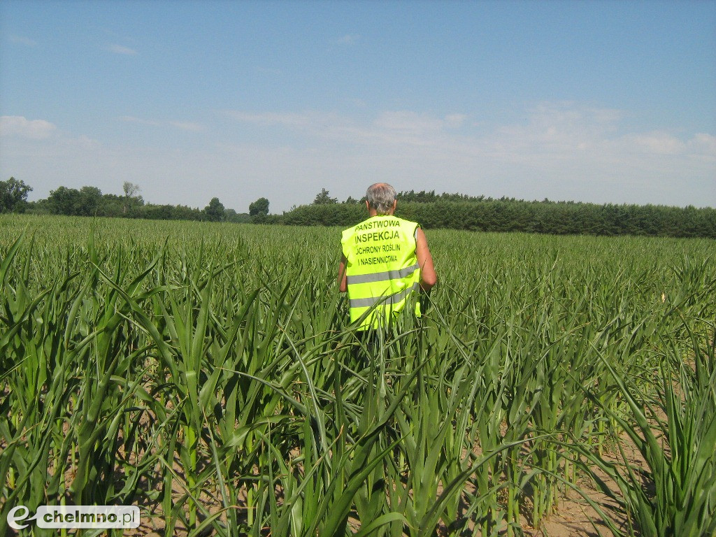 GMO w województwie kujawsko-pomorskim