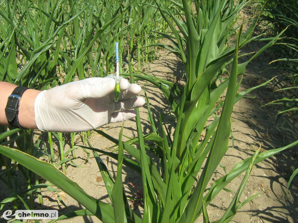 GMO w województwie kujawsko-pomorskim