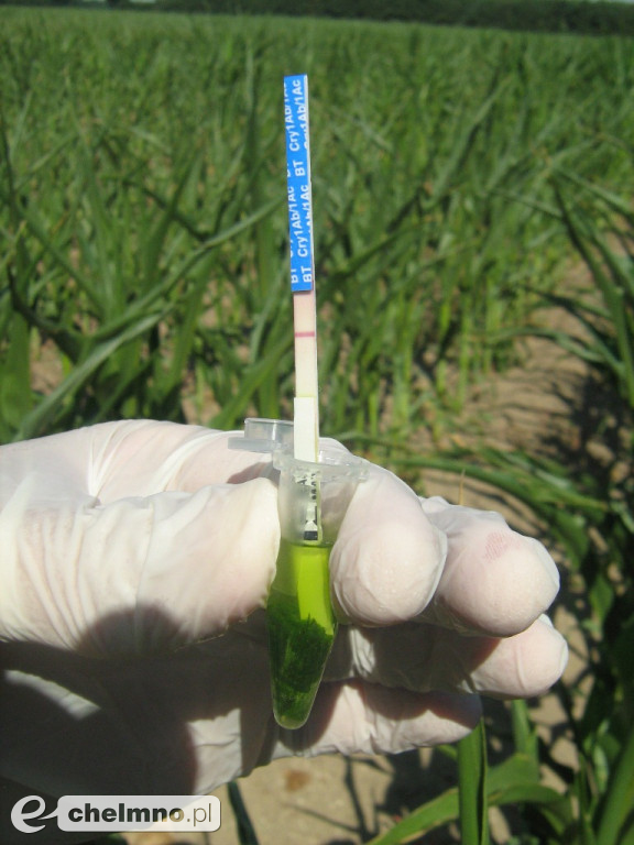GMO w województwie kujawsko-pomorskim