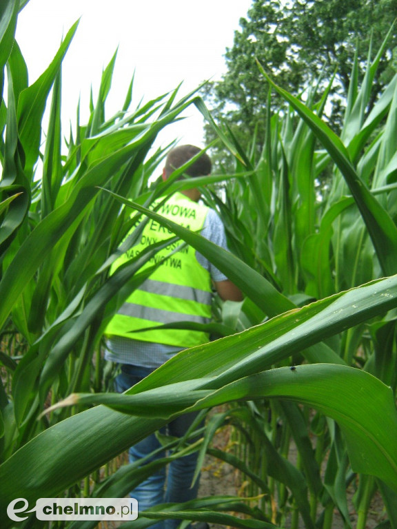 GMO w województwie kujawsko-pomorskim