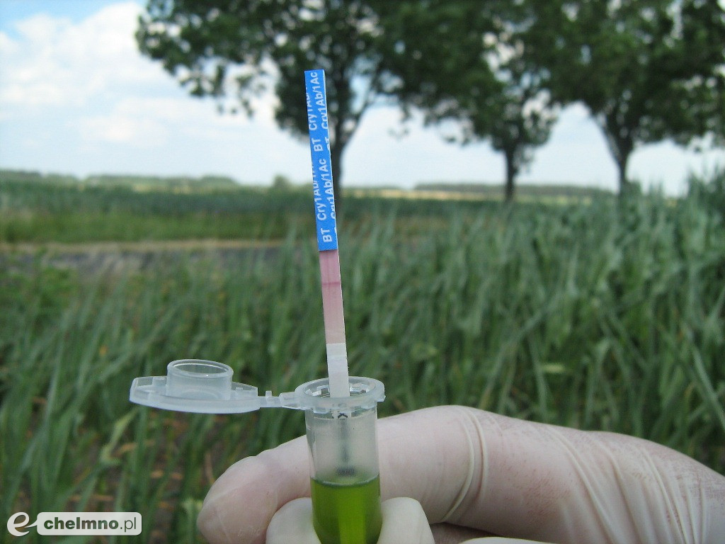 GMO w województwie kujawsko-pomorskim