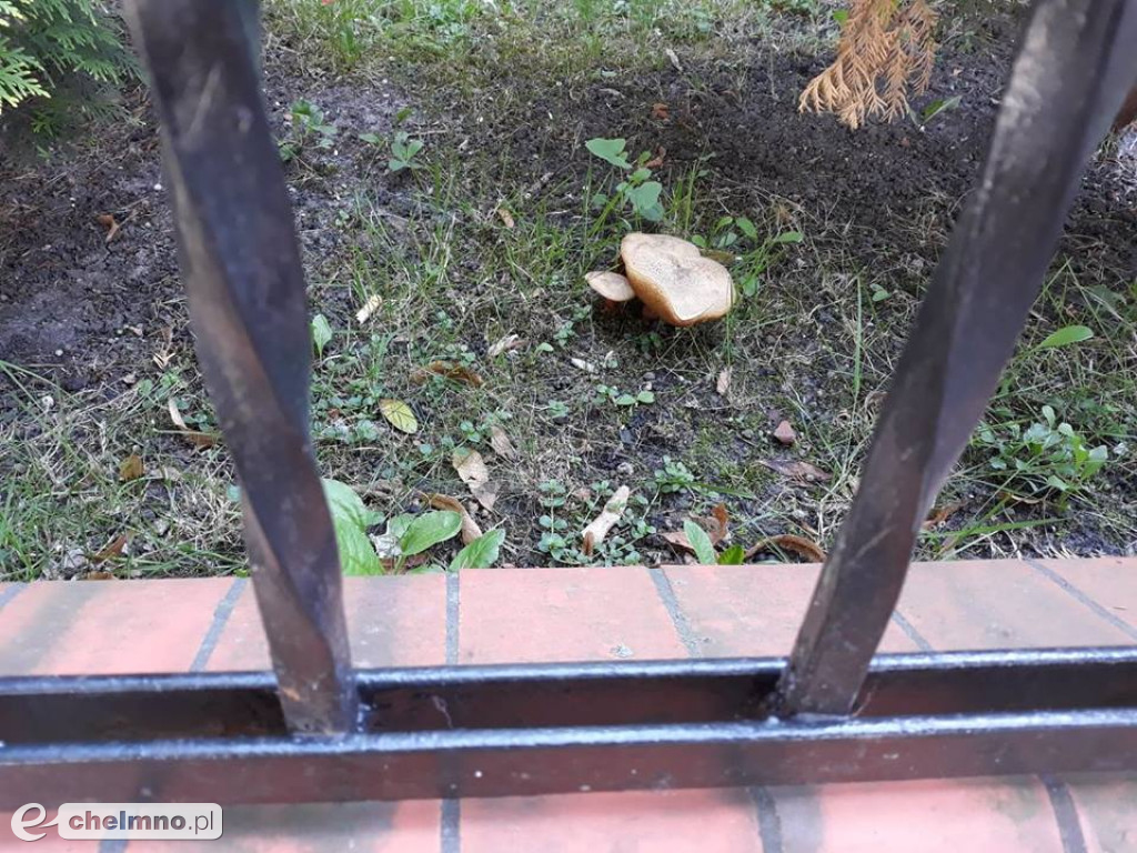Przy której ulicy rosną grzybki ? Zgadnijcie !