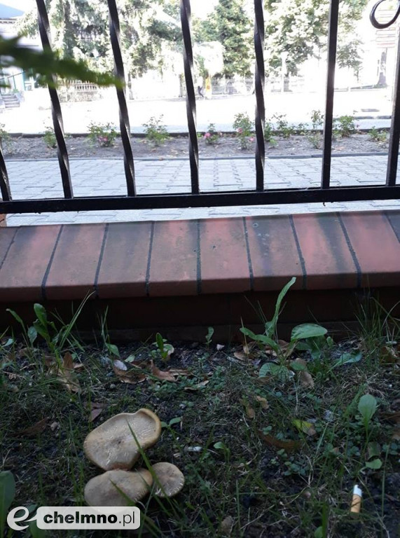Przy której ulicy rosną grzybki ? Zgadnijcie !