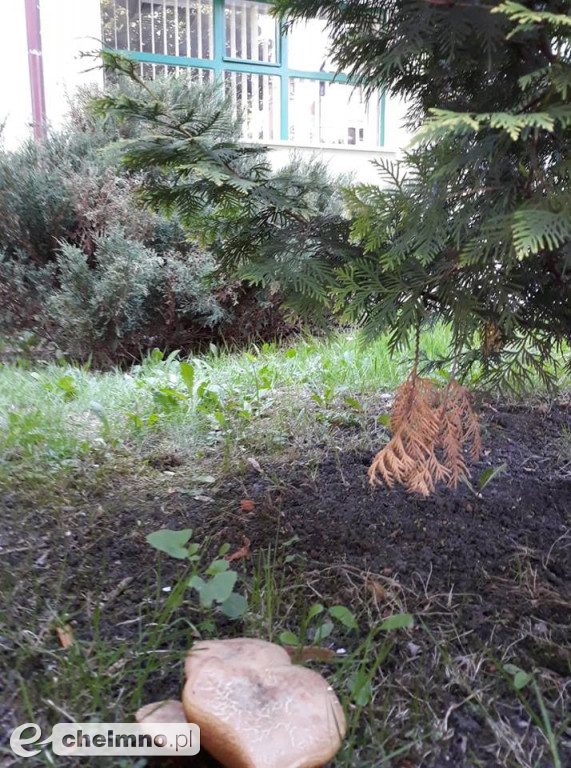 Przy której ulicy rosną grzybki ? Zgadnijcie !