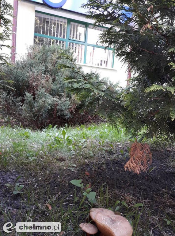 Przy której ulicy rosną grzybki ? Zgadnijcie !