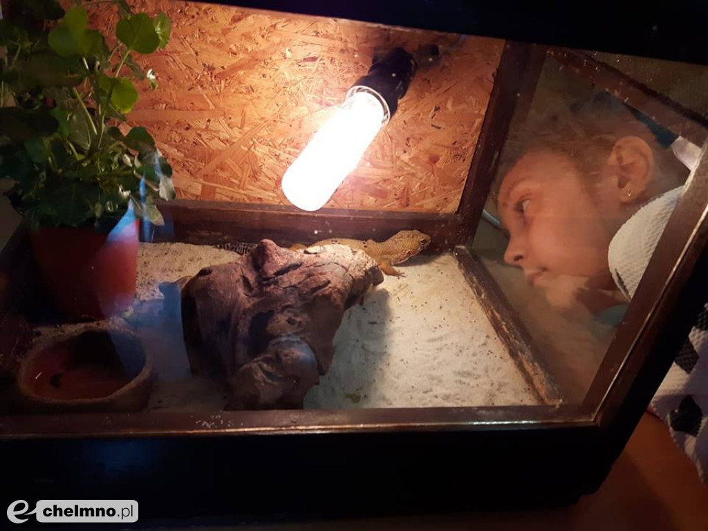 Ciekawe wrażenia na wystawie zwierząt egzotycznych