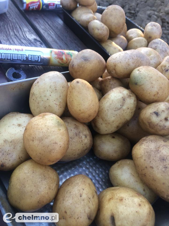 Święto Pieczonego Ziemniaka w Katoliku