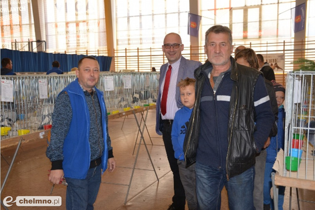 Podziwialiśmy latające piękności - wystawa gołębi