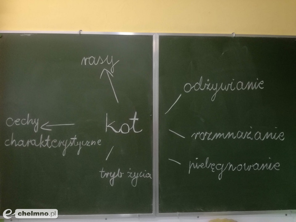 Konkursy z rodzicami i lekcja o kotach brytyjskich