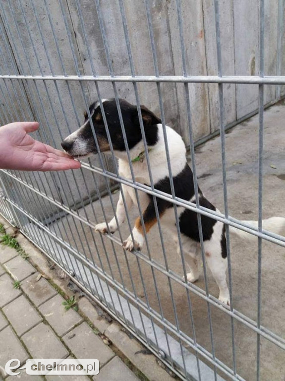 Pełna miska dla schroniska