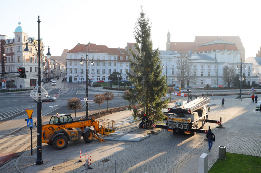 Choinka Wojewódzka pochodzi z lasu w powiecie chełmińskim