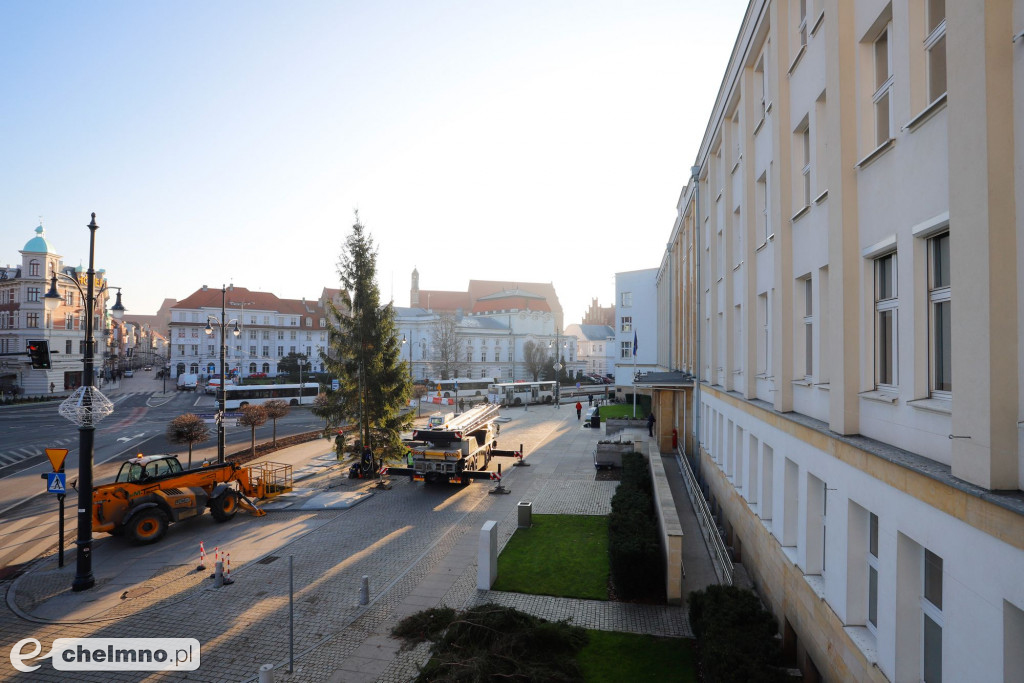 Choinka Wojewódzka pochodzi z lasu w powiecie chełmińskim