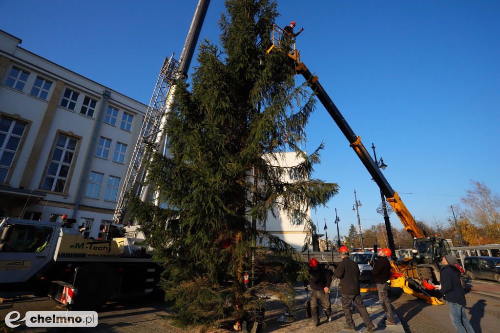 Choinka Wojewódzka pochodzi z lasu w powiecie chełmińskim