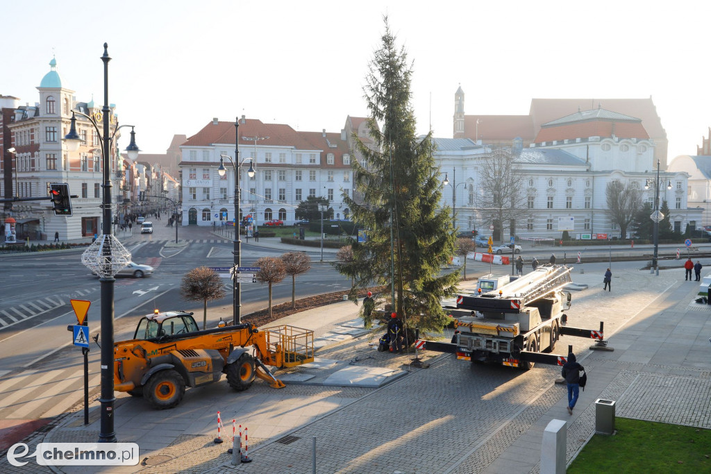 Choinka Wojewódzka pochodzi z lasu w powiecie chełmińskim