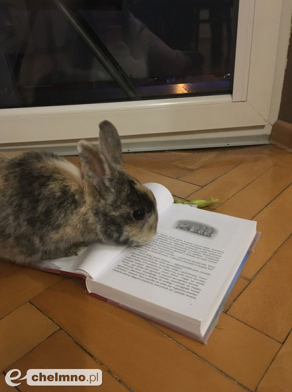 Uczniowie z Jedynki przygotowali prace z okazji Tygodnia Bibliotek