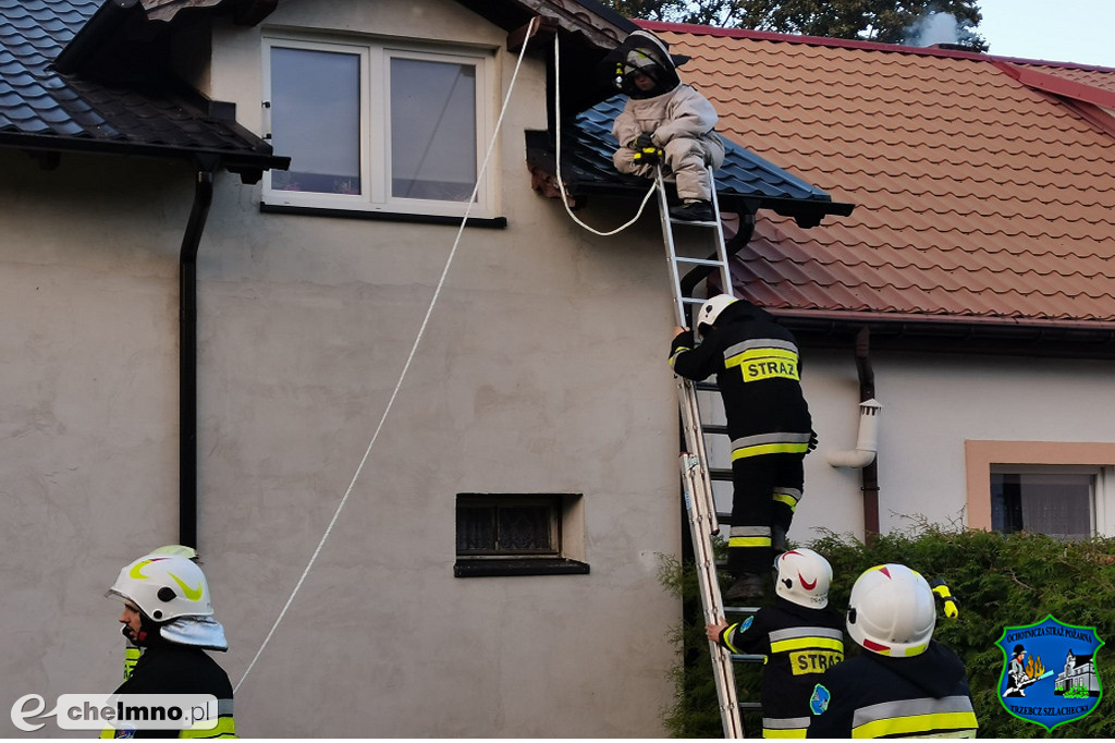 Owady błonkoskrzydłe zagrażały mieszkańcom okolic