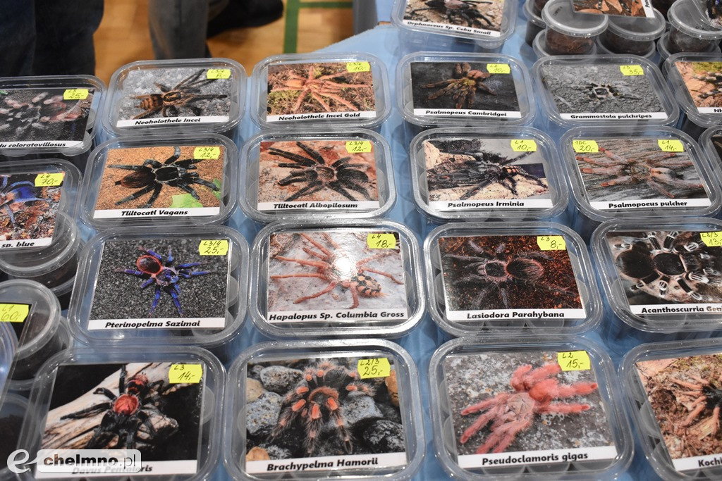 Wielu zainteresowanych na Targach Terrarystycznych
