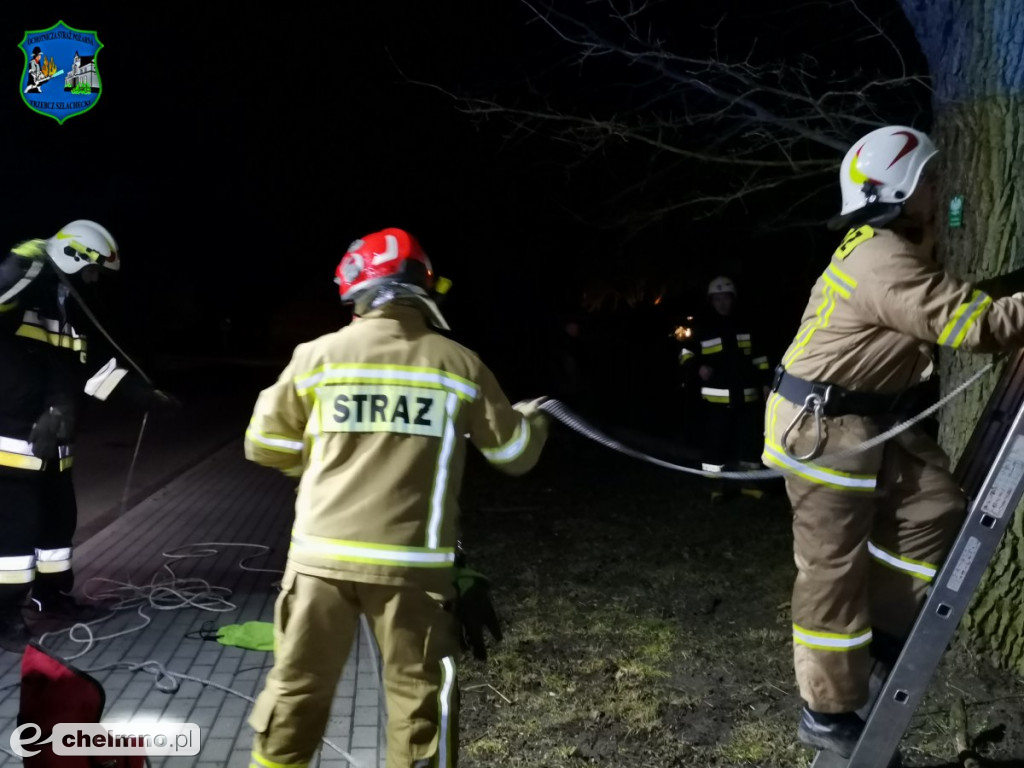 Kocia awantura. Psy przegoniły futrzaka na drzewo