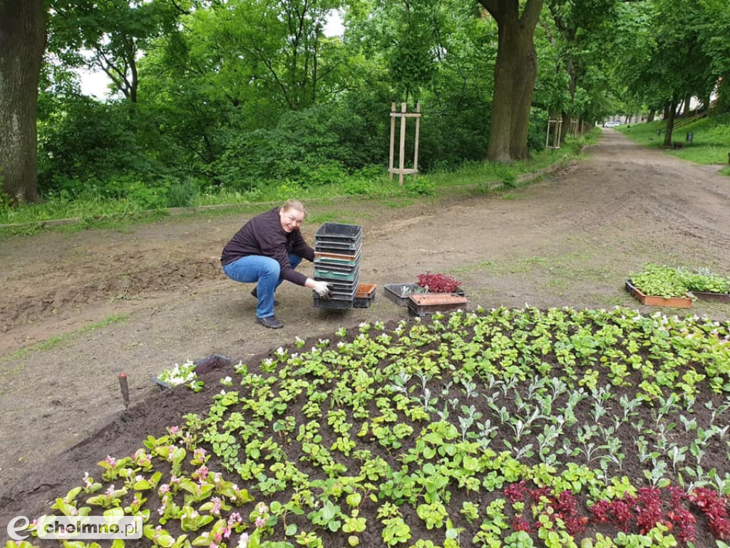 Stare Planty zostały dziś ukwiecone