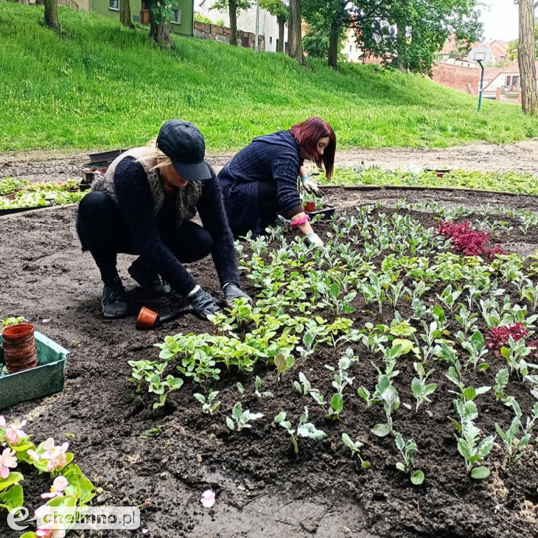 Stare Planty zostały dziś ukwiecone