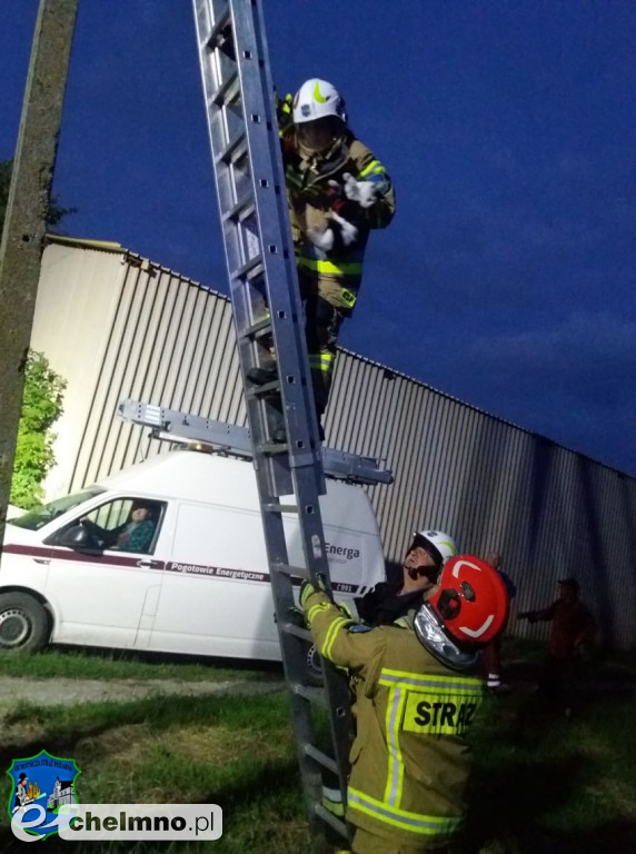 Strażacy pomogli ciekawskiemu kotkowi