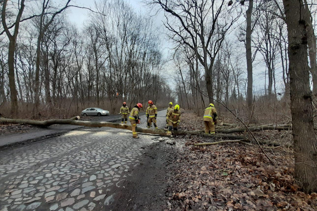 Powalone drzewa w Chełmnie